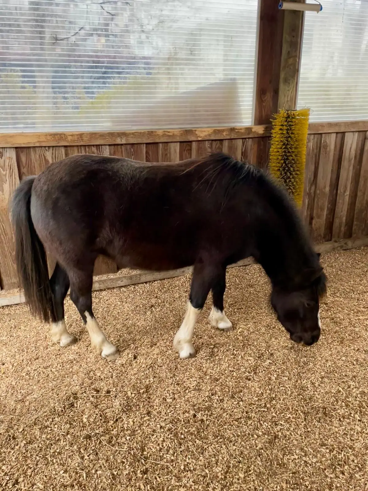 Pony im Stall, Einsatzbereich Waldbodeneinstreu